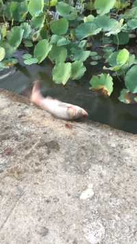 池塘边跳上来一条鱼。