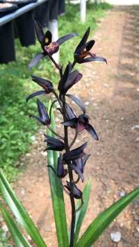 墨兰黑花经典品种，值得拥有！