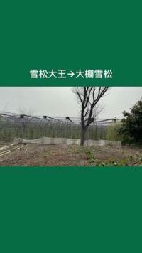 雪松大王的大棚雪松，4米以下免费送#雪松 #雪松基地 #绿化苗木