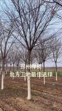 徐州榉树北方绿化工程的最佳选择，15公分榉树，谁把号都帮我打好了#榉树