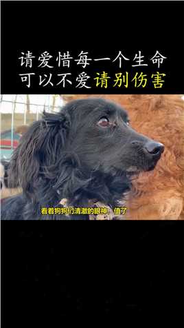 农村小伙花了5000元，从狗贩子手里买下几只可怜的狗狗，太感人了#狗狗 #动物 #爱护动物