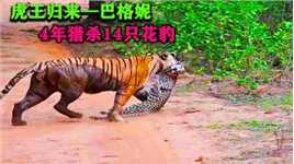 印度9.3分高分纪录片，玛琪莉之女巴格妮虎王归来，4年猎杀14只花豹，却因人类一生无子！