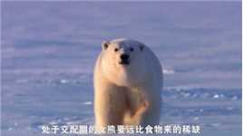 9.8分纪录片神作！为争夺交配权，北极熊遭遇14天车轮战！