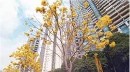 廣州各處都種滿黃花風鈴木，打卡的人不是一般的多！