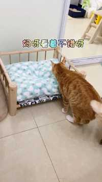 这小床我也想睡，下辈子让我当一只猫吧