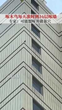 山东济南，啄木鸟每天准时飞到一居民楼的16层啄墙，专家：可能想啄开做巢穴