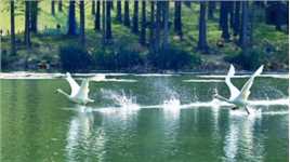 南京钟山风景区燕雀湖上睡莲初开，如诗如画，杉树成屏，只此青绿，白天鹅，绿头鸭，赤麻鸭，白鹭活跃在湖面上⋯