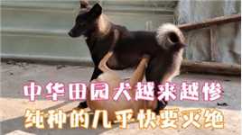 传承了几千年的中华田园犬，为何现在无人问津还屡遭嫌弃