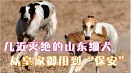 中国名犬之山东细犬，犬中小马达，本土奔跑领域佼佼者