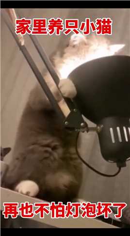 谁家灯泡需要维修，赶紧养个小猫吧！
