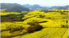 云南罗平油菜花田，世界上最大的花田，占地80万亩。
