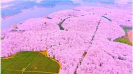原来贵州还有一个这么唯美的地方，平坝万亩樱花园70多万株名贵樱花，最佳赏花期一般在三月，也就是现在啦。