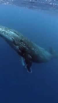 座头鲸跃出水面拍打藤壶