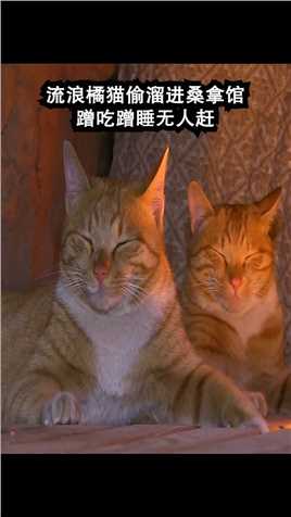 流浪橘猫偷溜进桑拿馆，蹭吃蹭睡无人赶，混好还不忘带上自己兄弟。