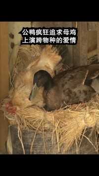 农场里的鸭子对母鸡做着不可描述的事，跨越物种的爱情如何收场#搞笑配音天花板 